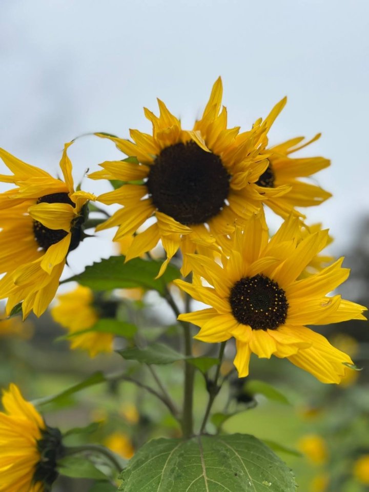 Girasoles del campo donde se retrataron